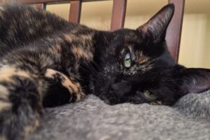 Snickers, a tortoiseshell cat, laying on a blanket.